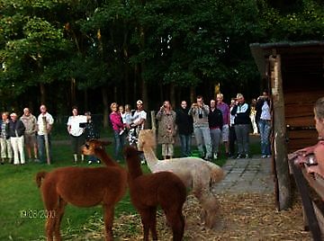 Nieuwe Alpaca's