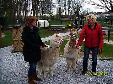 Alpaca's