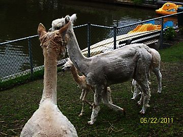 Pasgeboren Alpaca