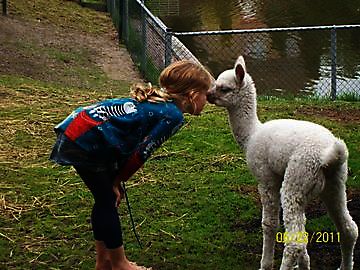 Schattige jonge Alpaca