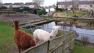 Prachtige Alpaca's Speeltuin Beerta