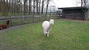 Prachtige Alpaca's Speeltuin Beerta