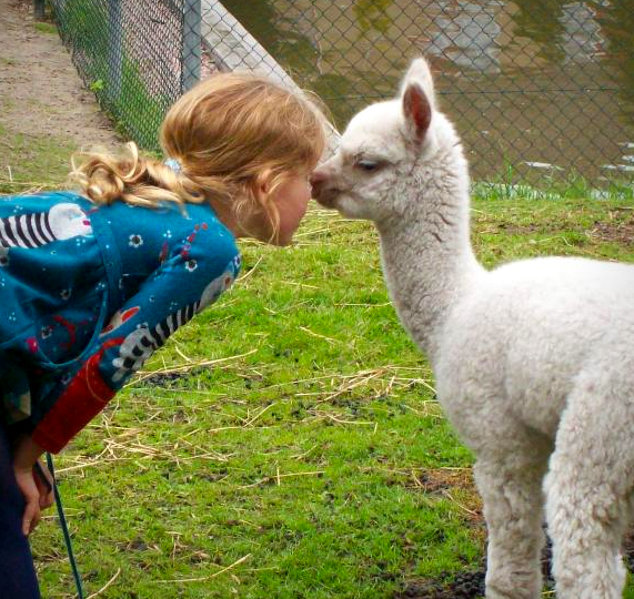 Jonge Alpaca in Speeltuin Beerta