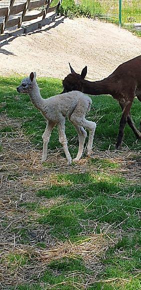 Hoera een baby alpaca